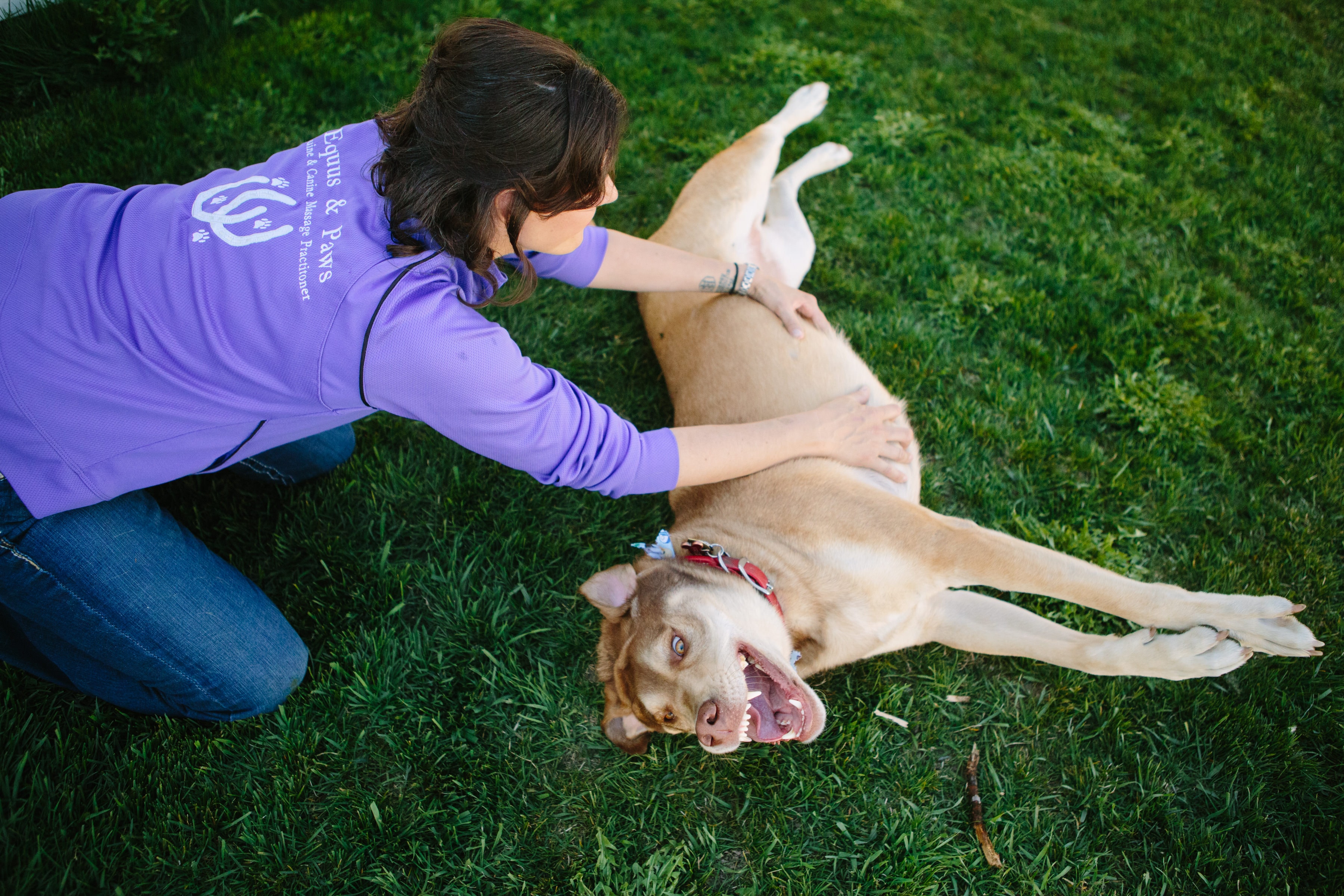 Canine Sports Massage